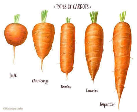 Different Types Of Carrots