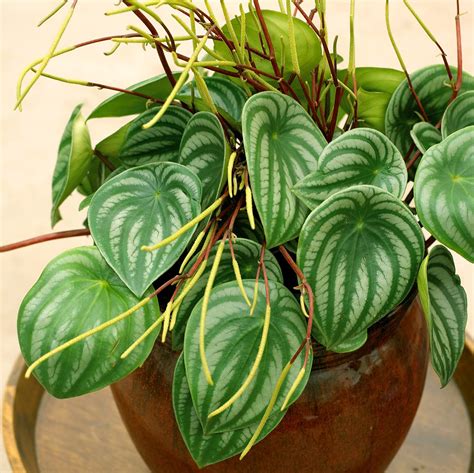 How to Plant and Grow Peperomia