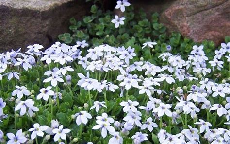 Blue Star Creeper - Gardenality | Ground cover plants, Pretty plants ...