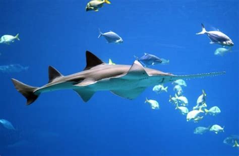 Sawfish - Description, Habitat, Image, Diet, and Interesting Facts