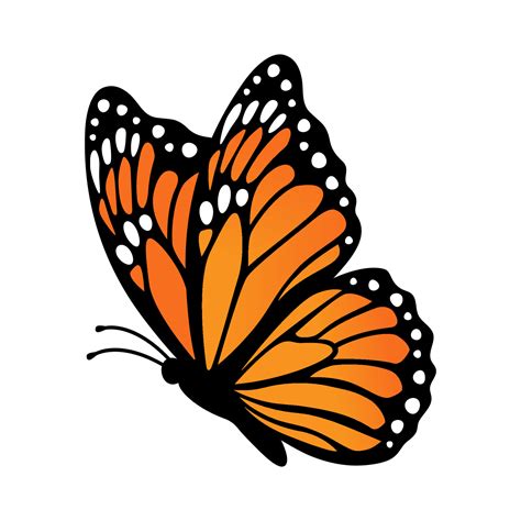 Monarch butterfly, side view. Vector illustration isolated on white ...