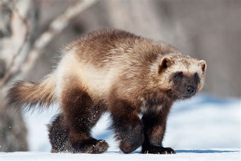 Wolverine Animal Facts | Wolverine Animal Diet | DK Find Out