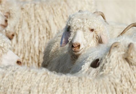 Angora Goat Facts