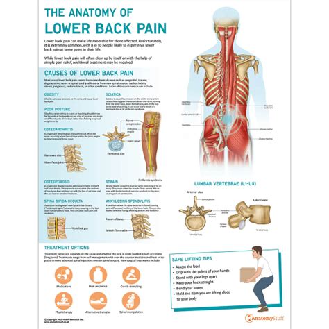 Lower Back Muscles Diagram