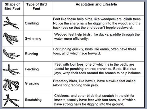 Can You Predict a Bird's Lifestyle Based on Its Feet? | Science Project ...