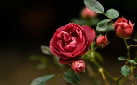 Rose Flower Wallpaper HD Free Download