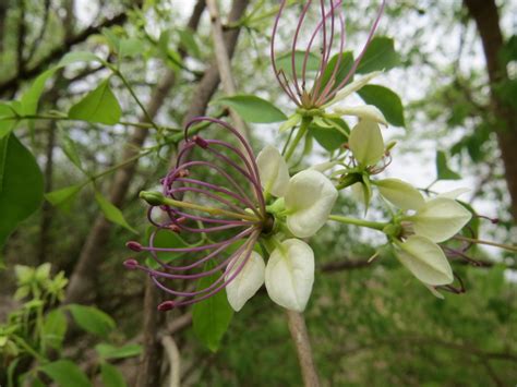 Central African Plants - A Photo Guide - Crateva adansonii DC.