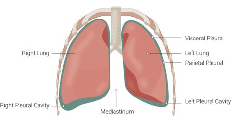 Anatomy, Thorax, Pleurae - StatPearls - NCBI Bookshelf