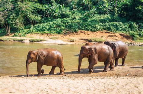 Elephant Nature Park in Chiang Mai, Thailand - CK Travels