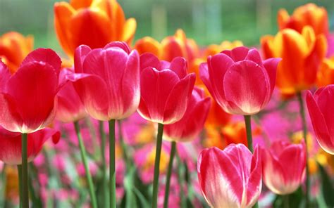 🔥 [50+] Spring Tulips Wallpapers | WallpaperSafari