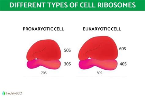 Ribosomes Structure and Function in Biology - Definition With Diagrams