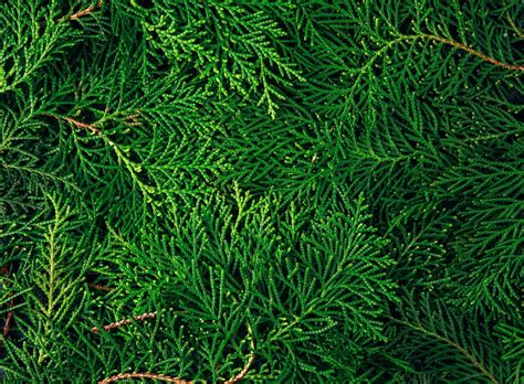 Pin by Elena on Зелений green grun | Pine leaf, Leaf texture, Fresh green