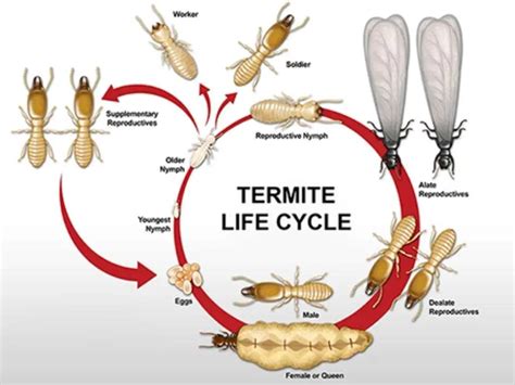 Queen Termite Life Cycle