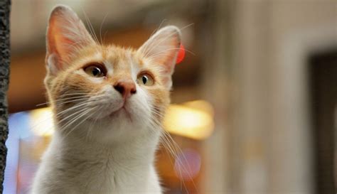 Kedi | Movie review – The Upcoming