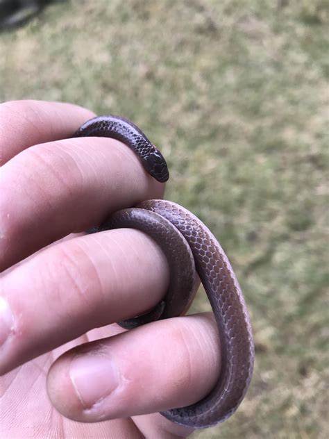 Found a baby black snake in my yard this morning : r/pics