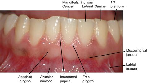 1: Oral Structures and Tissues | Pocket Dentistry