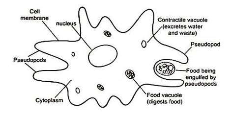 Reproduction of Amoeba - QS Study