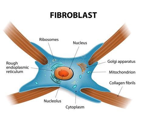 Understudied Cell in Brain Could Be Key to Treating Glioblastoma ...