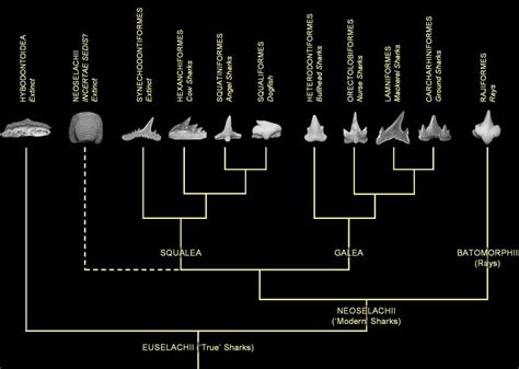 Shark Phylogeny