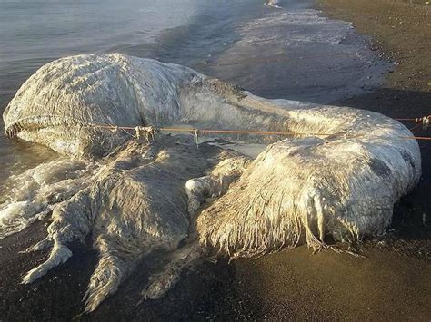 A Giant Hairy-Looking Mystery Creature Washed Ashore In The Philippines ...