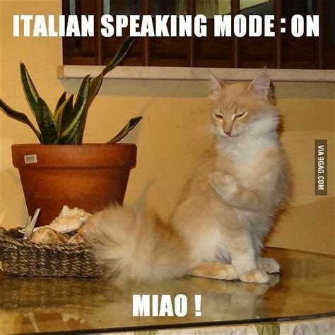 Italian cat | Cats, Italian humor, Funny animals