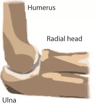 The Anatomy of the Elbow