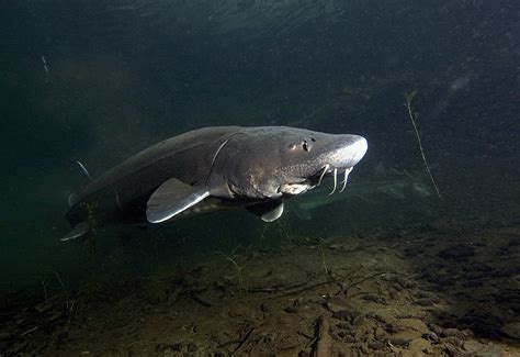 White Sturgeon Pictures - AZ Animals