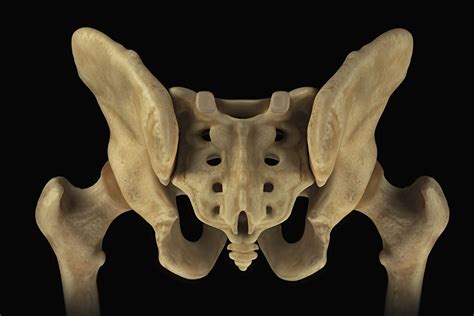 Sacrum: Anatomy, Function, and Treatment