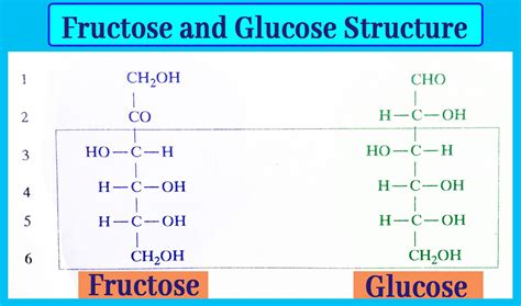 Converts Sucrose to a Mixture of Fructose and Glucose