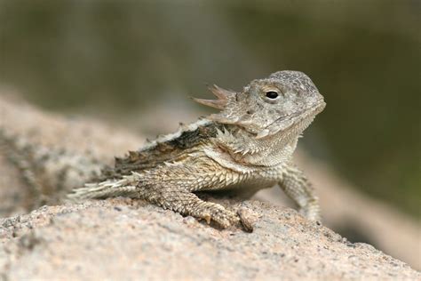 Desert Horned Lizard - NDOW