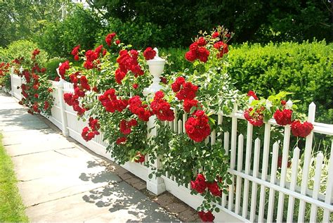 fence-roses-southport-540420-o | Found this public domain ph… | Flickr