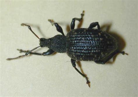 Black Vine Weevil - Insect ID