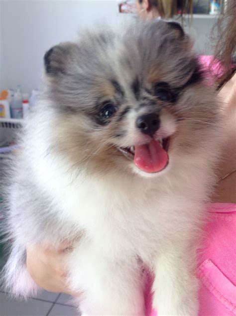 Merle Pomeranian Puppy Price - Lilac Merle: Pomeranian puppy for sale ...