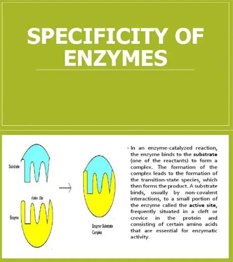 Difference Between Substrate Specificity And Bond Specificity ...