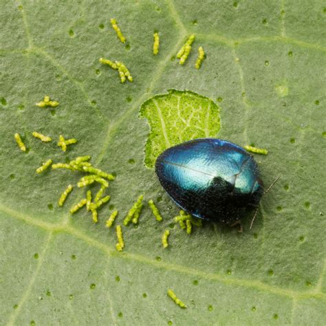 Leaf Beetles | Subjects | Nature Closeups