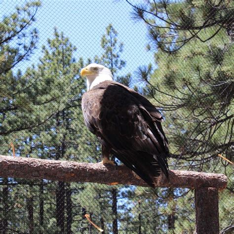 Lake Tahoe Wildlife Care