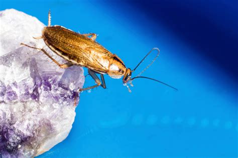 5 Signs of a German Roach Infestation and How to Get Rid of Them