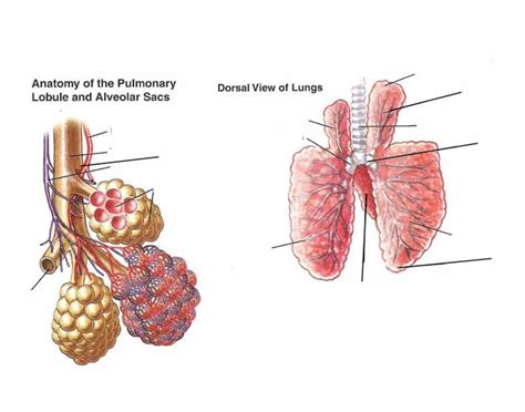 The Lungs of the Horse Quiz