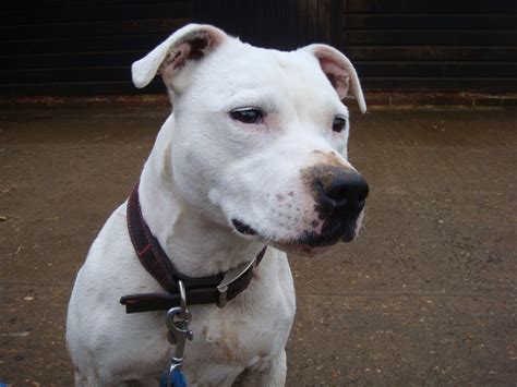 Guildford & District Staffordshire Bull Terrier Rescue: 4th January