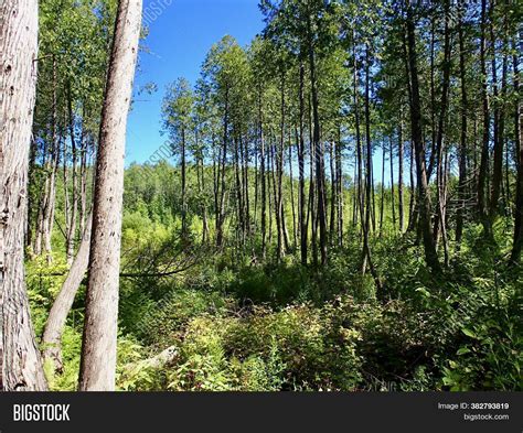 Trees Blue Sky Green Image & Photo (Free Trial) | Bigstock