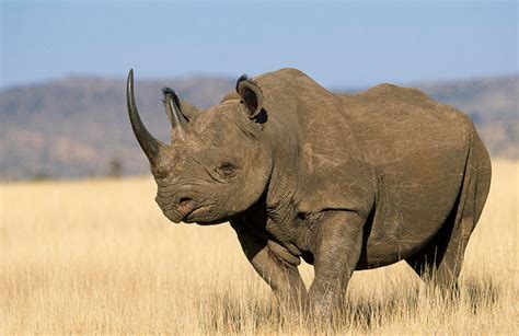 Black Rhinoceros | The Biggest Animals Kingdom