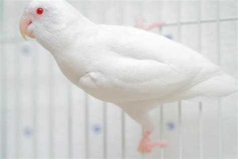 Albino Red Eye Parrot Price In Pakistan - Parrots for Sale