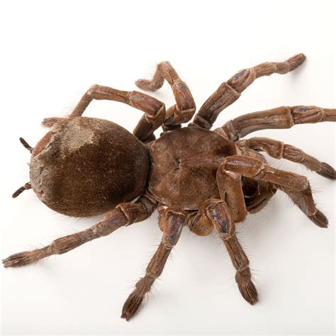 Fangs Goliath Birdeater Biggest Spider In The World - bmp-cyber