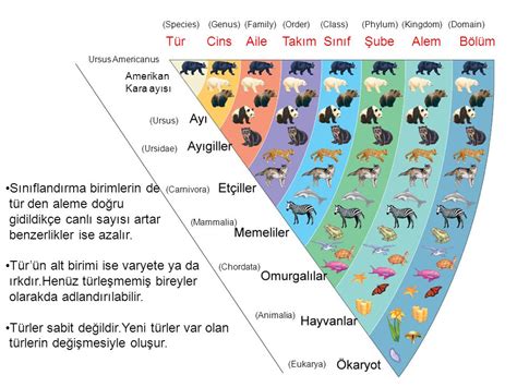 Canlılar Yaşamaları İçin Gereken Enerjiyi Hangi Yolla Elde Ederler