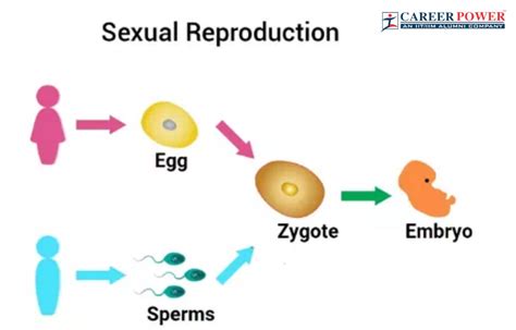 Sexual Reproduction: Types, Examples, and Advantages