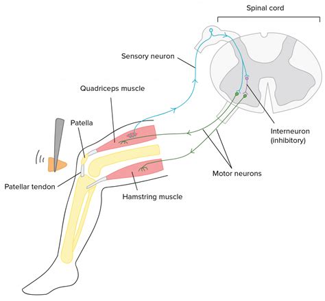 Reflex Arc Diagram Arm