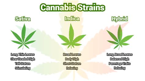 What You Should Know About Different Cannabis Strains/Varieties