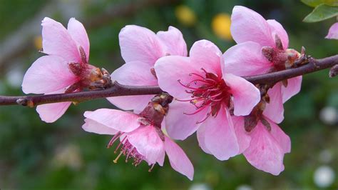 Festivals & Events News | Celebrating The Peach Blossom Festival: Five ...