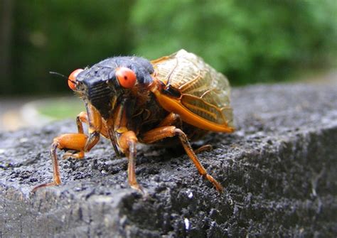 Brood X Periodical Cicadas FAQ (U.S. National Park Service)