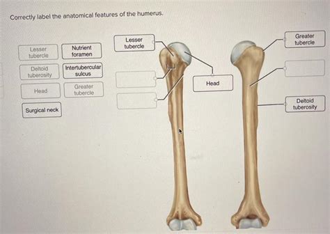 Greater Tubercle Of Humerus